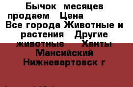 Бычок 6месяцев продаем › Цена ­ 20 000 - Все города Животные и растения » Другие животные   . Ханты-Мансийский,Нижневартовск г.